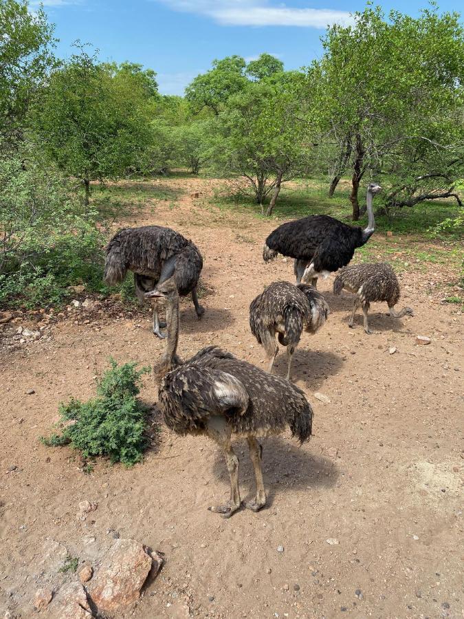 Вілла Birdsong Kruger Марлот-Парк Екстер'єр фото