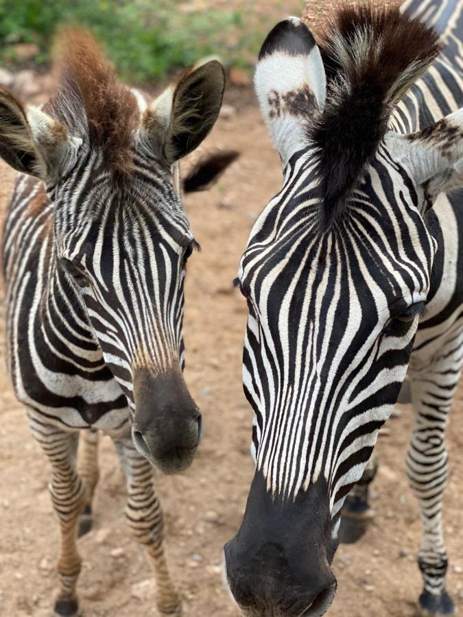 Вілла Birdsong Kruger Марлот-Парк Екстер'єр фото